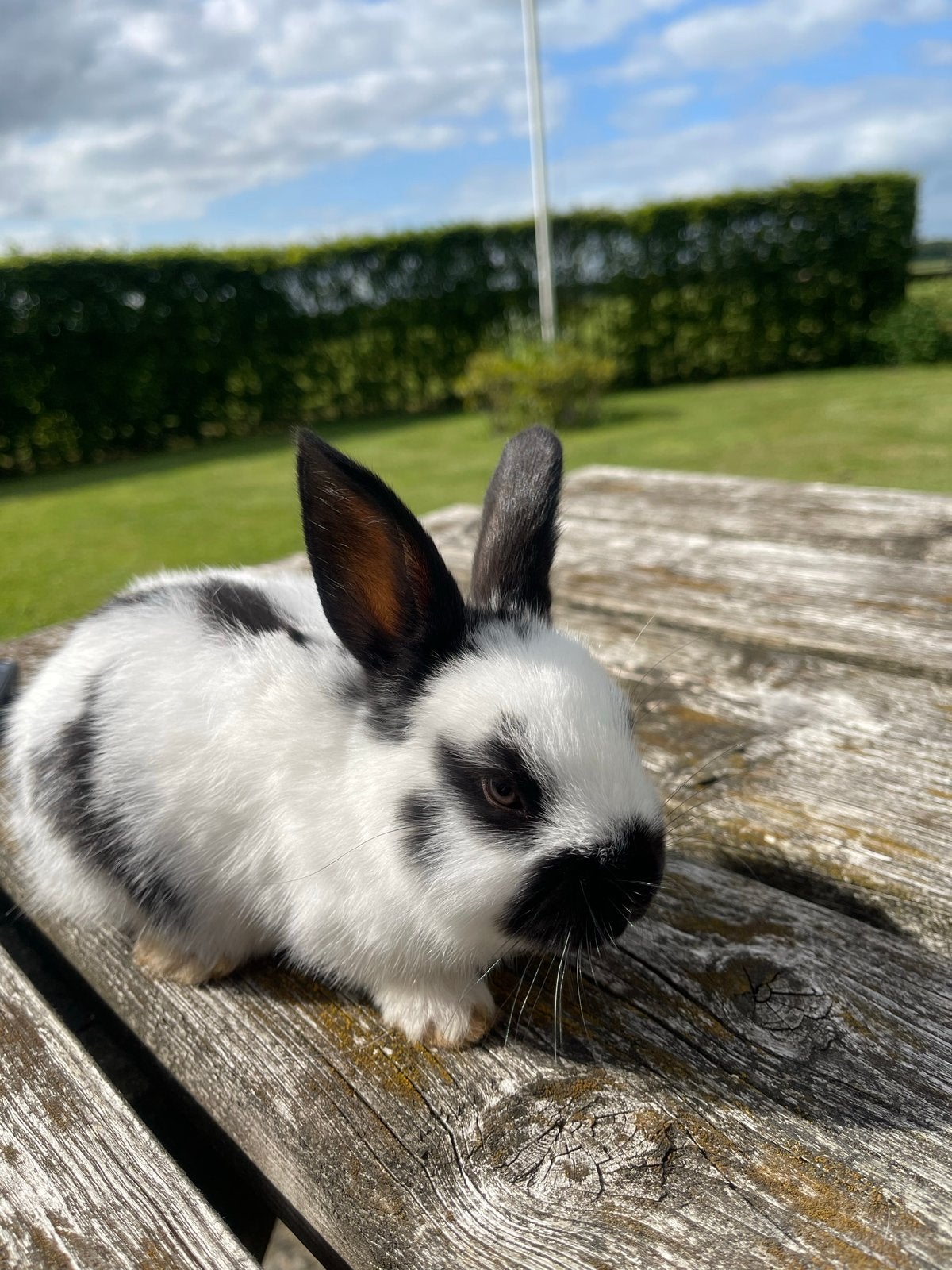 Jonge lotharinger, Dieren en Toebehoren, Konijnen, Vrouwelijk, Middelgroot, 0 tot 2 jaar