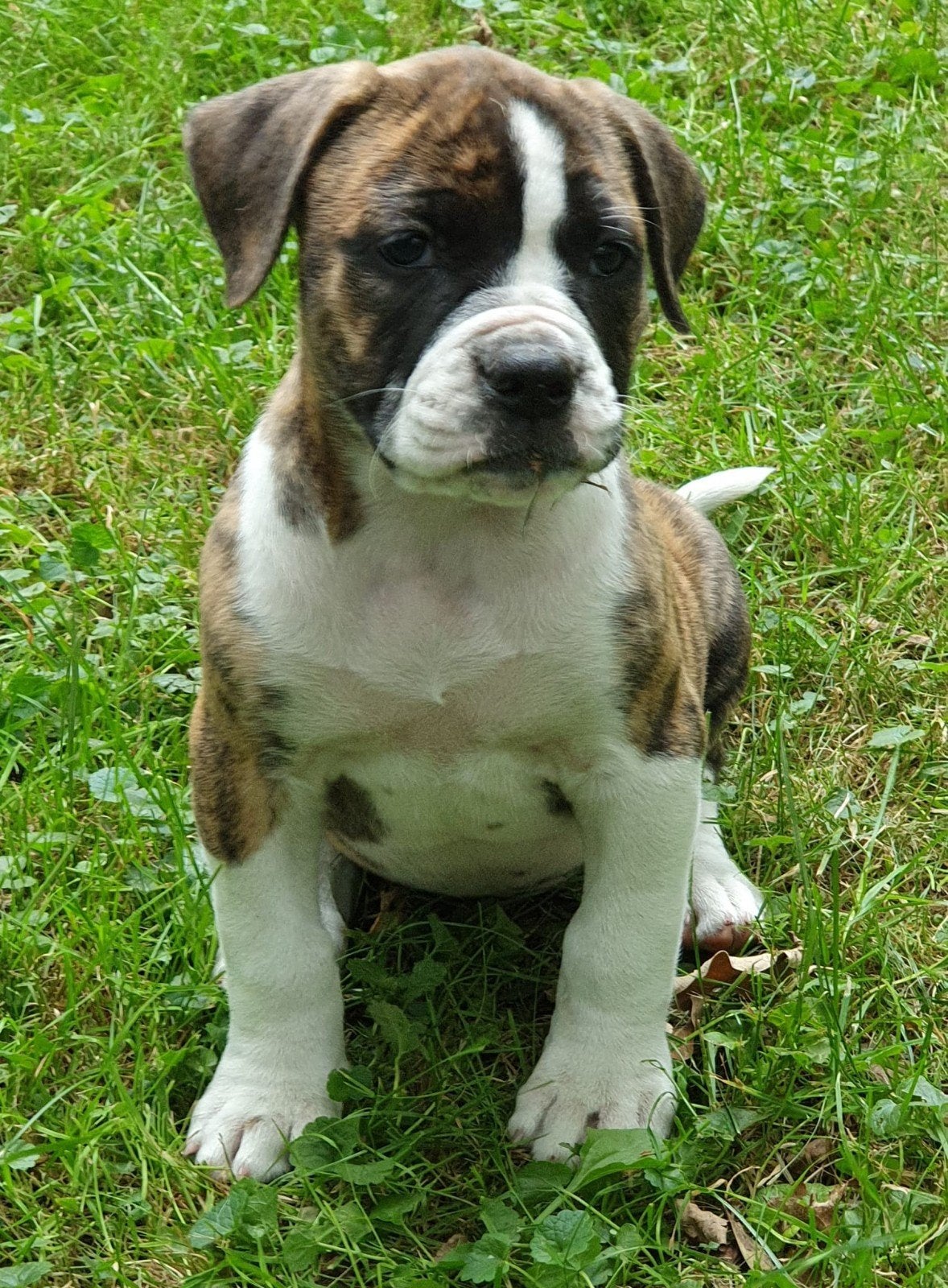 Prachtige Amerikaanse bulldog pups met stamboom, Parvo, Nederland, 8 tot 15 weken, Bulldog