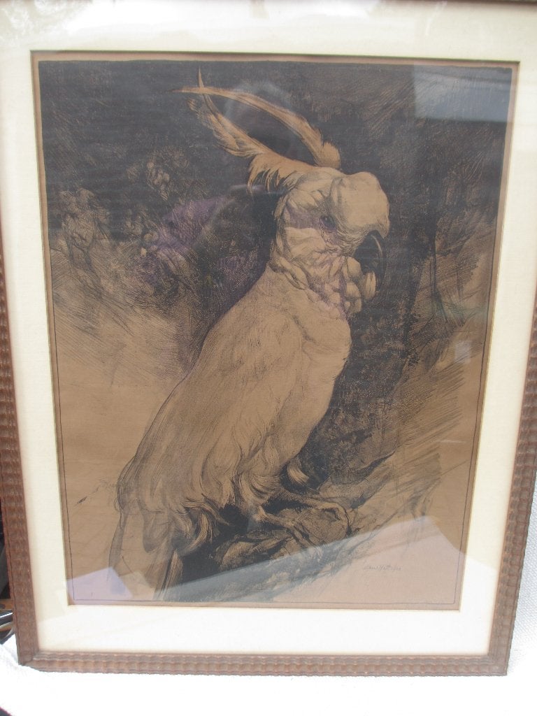 Litho KAKETOE Adriaan van 't Hoff 1923, Ingelijst, Ophalen of Verzenden, Lithografie, Dieren en Natuur