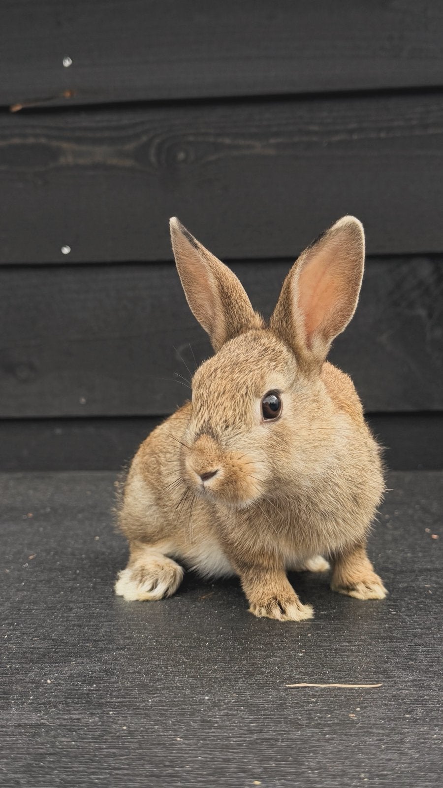 Lieve tamme konijntjes, Dieren en Toebehoren, Mannelijk, Dwerg, 0 tot 2 jaar