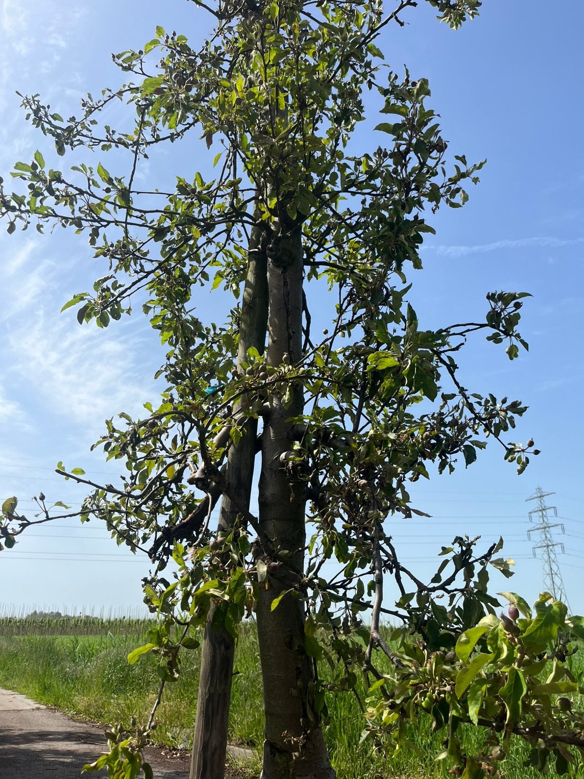 Oude appelboom, Lente, In pot, Ophalen of Verzenden, Appelboom