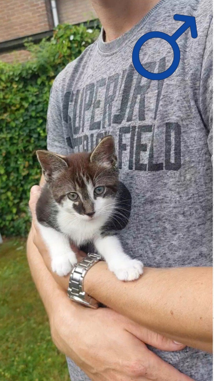 Lieve boerderijkittens te koop, 0 tot 2 jaar