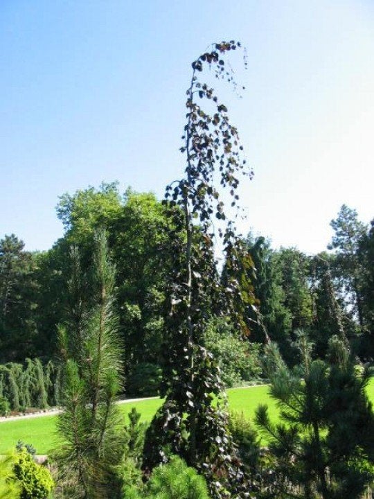 BOOM Fagus sylvatica Black Swan Bruine treurbeuk Blikvanger, Overige soorten, Volle zon, Vaste plant, Ophalen of Verzenden