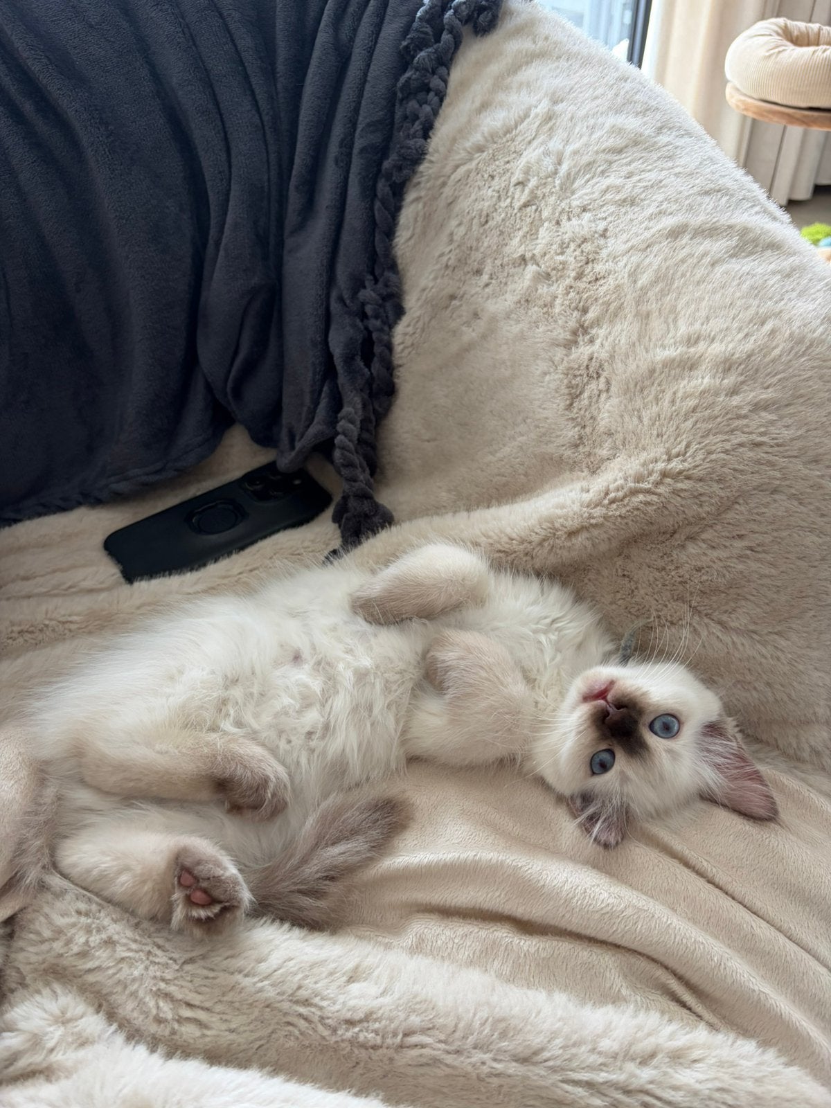 RAGDOLL KITTENS MET STAMBOOM ~VAN ORANJE 2 poesjes over, Poes
