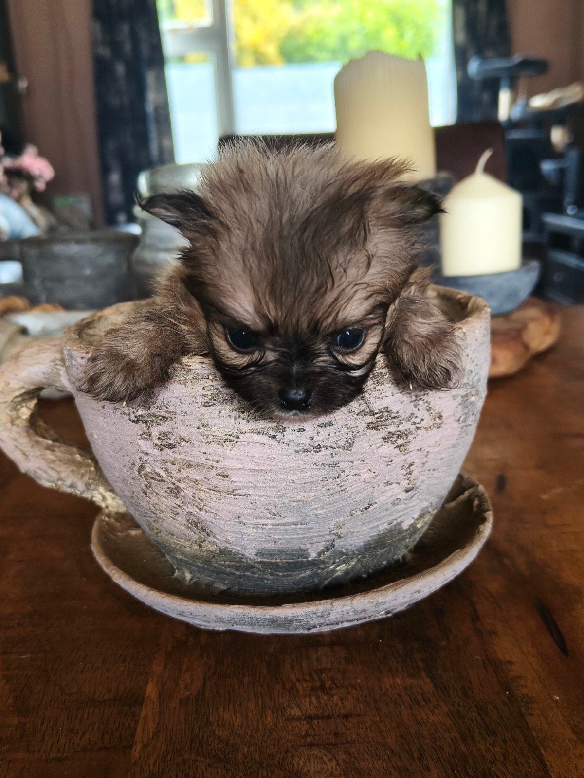 Pomeriaan x chihuahua, Dieren en Toebehoren, Parvo, Overige rassen, 8 tot 15 weken, Meerdere