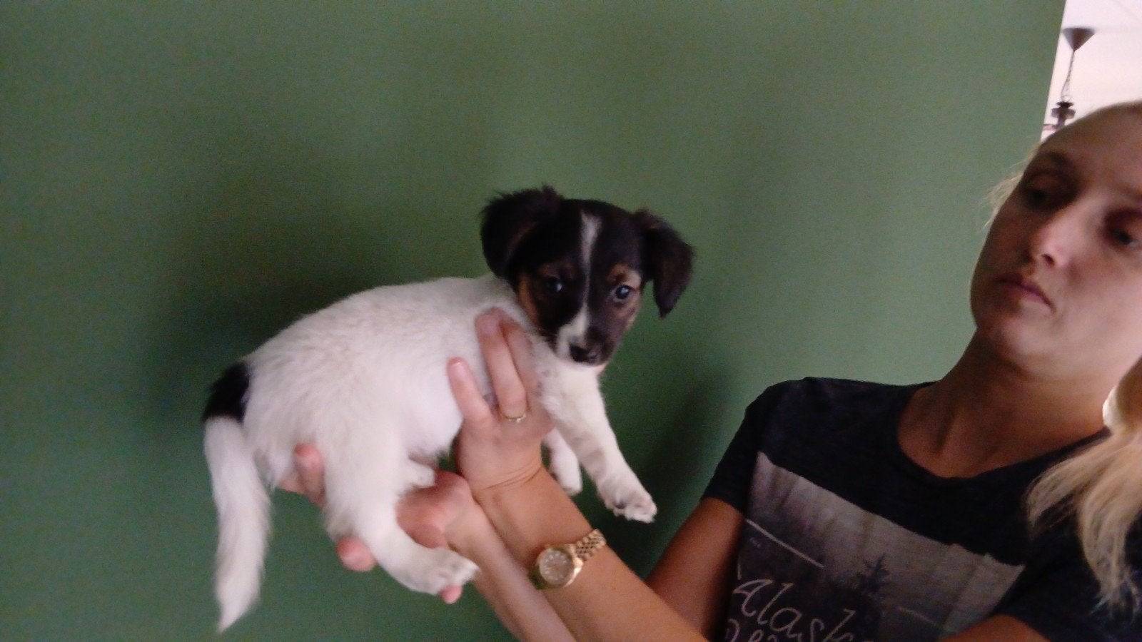 puppie jack Russel teefje, Jack Russell Terriër, 8 tot 15 weken, Teef, Meerdere