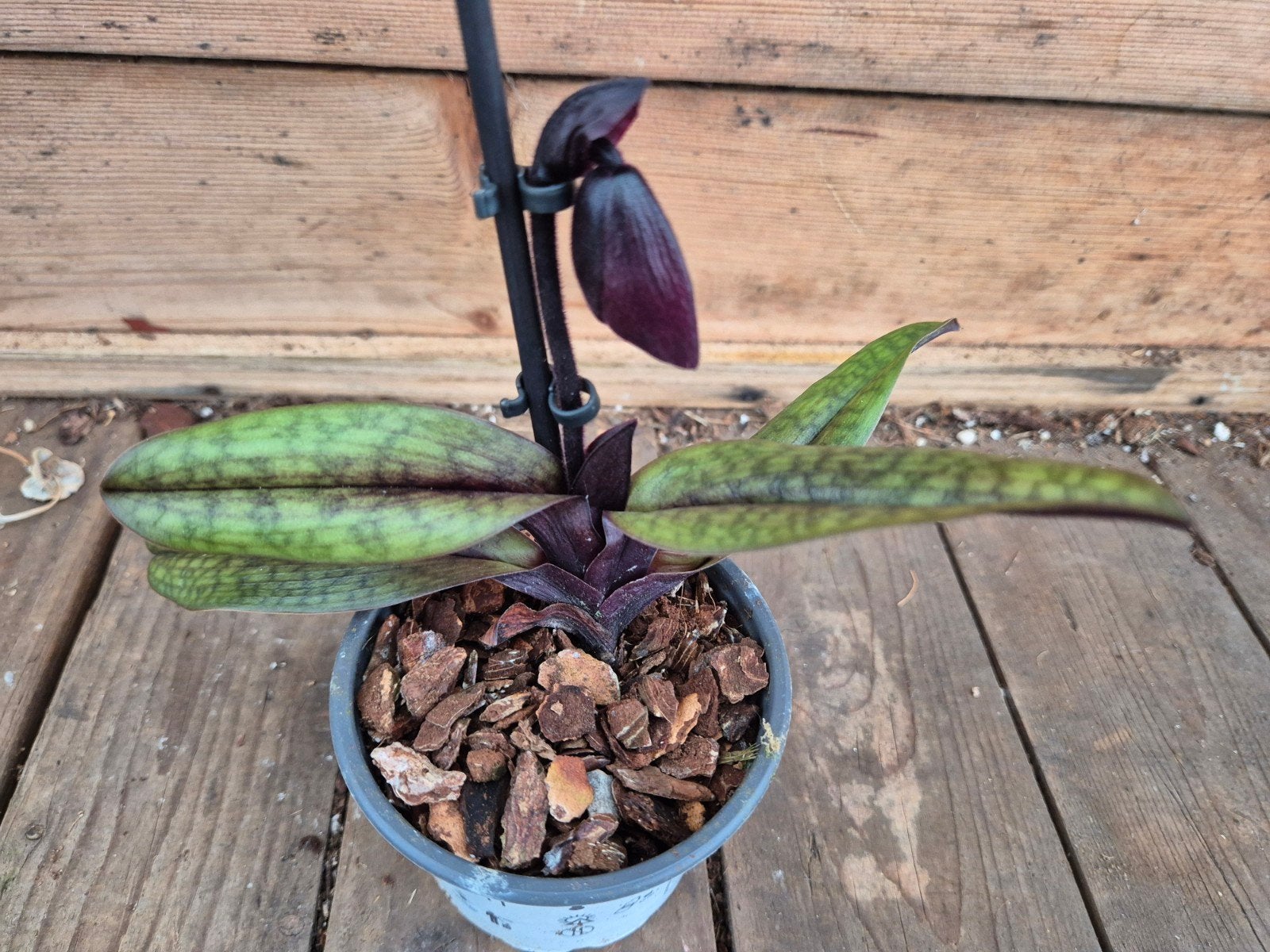 Orchidee Paphiopedilum p9 (K), Ophalen of Verzenden, Halfschaduw, Minder dan 100 cm