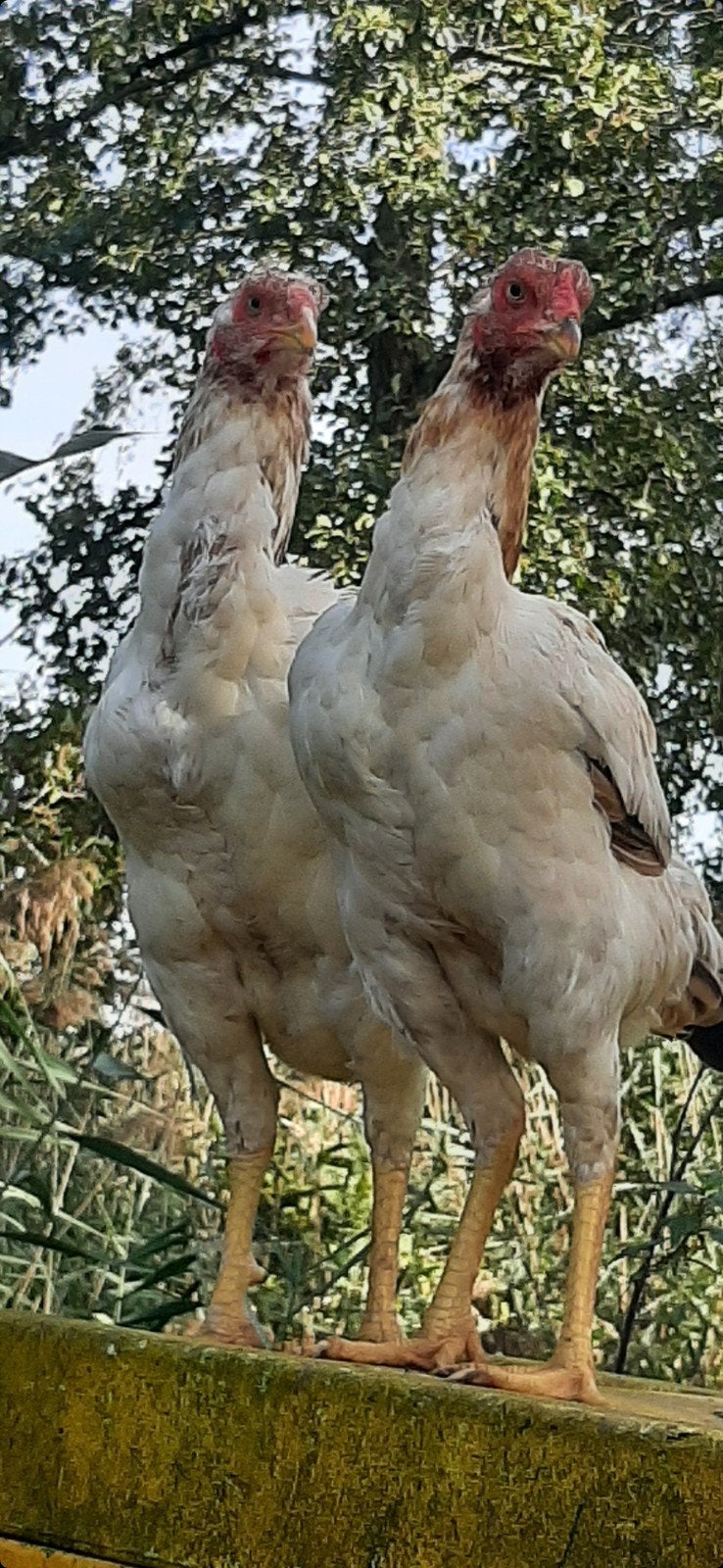 10 broedeieren nu 25€., Dieren en Toebehoren