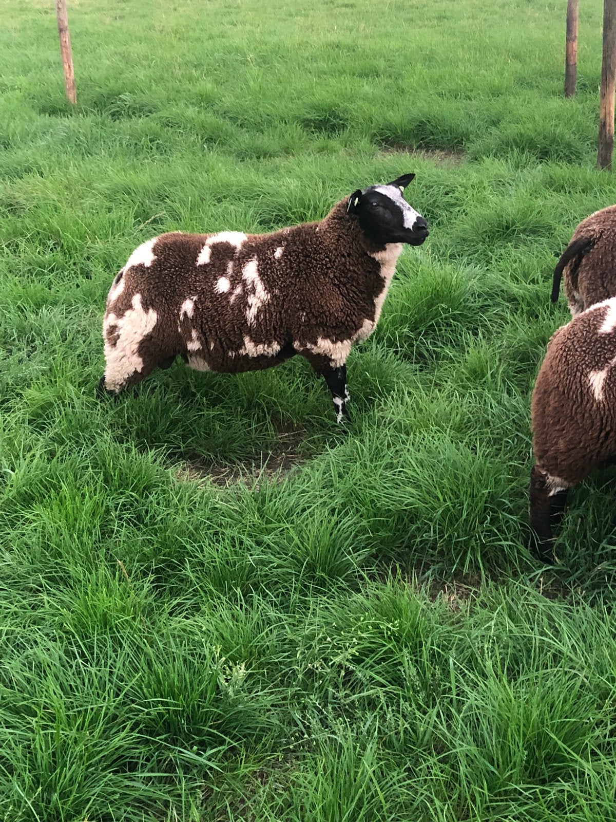 8 mooie bonte dekrammen dekram ram, Dieren en Toebehoren, Mannelijk, Schaap, 0 tot 2 jaar