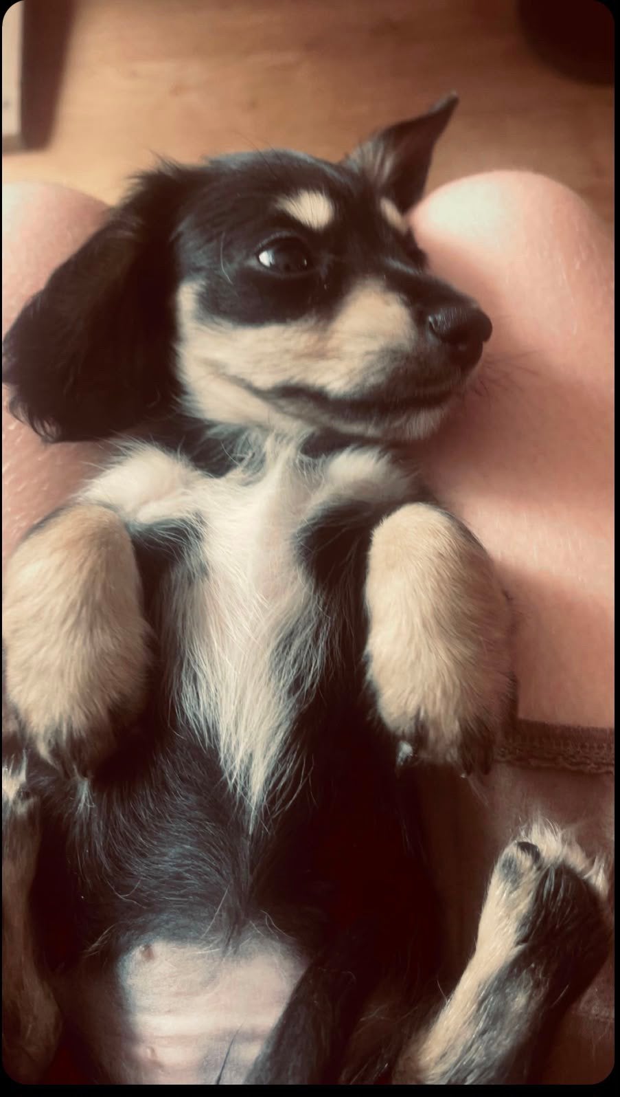 Teckel meisje in de bijzondere kleur black creme, Dieren en Toebehoren, Honden | Teckels en Dashonden, Kaninchen, Parvo, 8 tot 15 weken