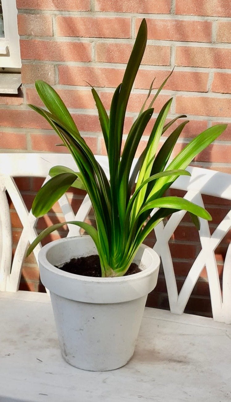 Clivia, Kamerplant, Bloeier, Binnen, Kunstplant, Ophalen of Verzenden, Gebruikt