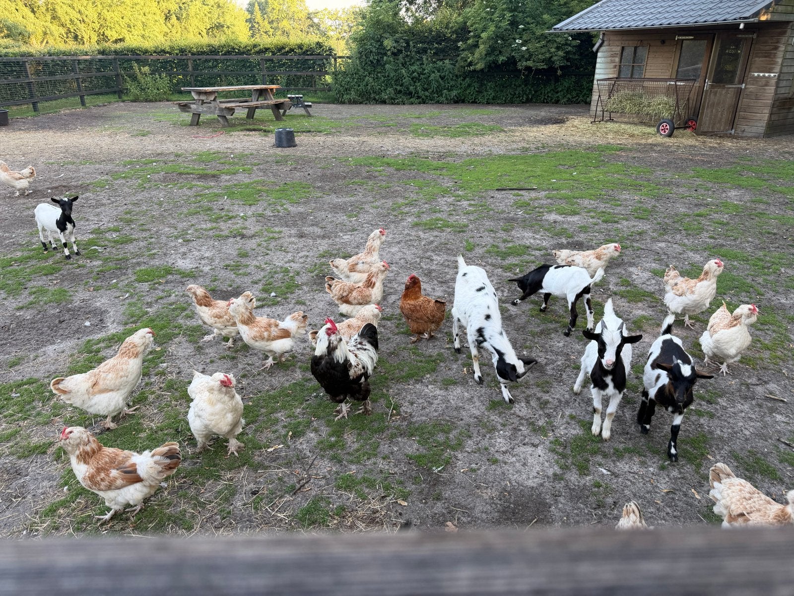 Faverolles Haan 1 jaar, Meerdere dieren, Kip