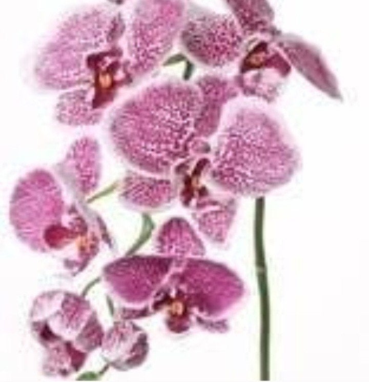 Adv 15 phalaenopsis, Ophalen, Zo goed als nieuw, Binnen