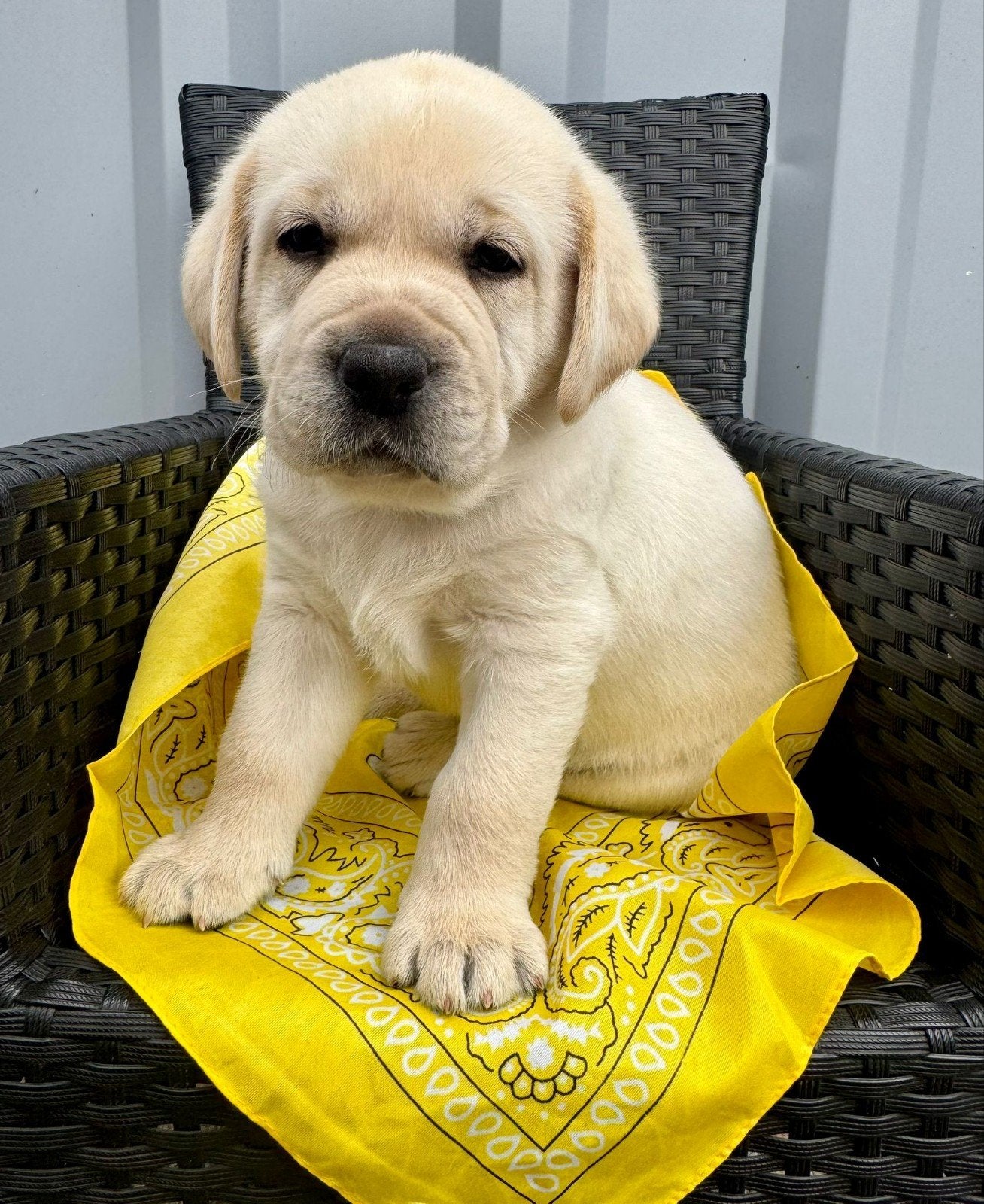 labrador pups 2  reutjes beschikbaar, Dieren en Toebehoren, Reu, 8 tot 15 weken, Labrador retriever, Meerdere