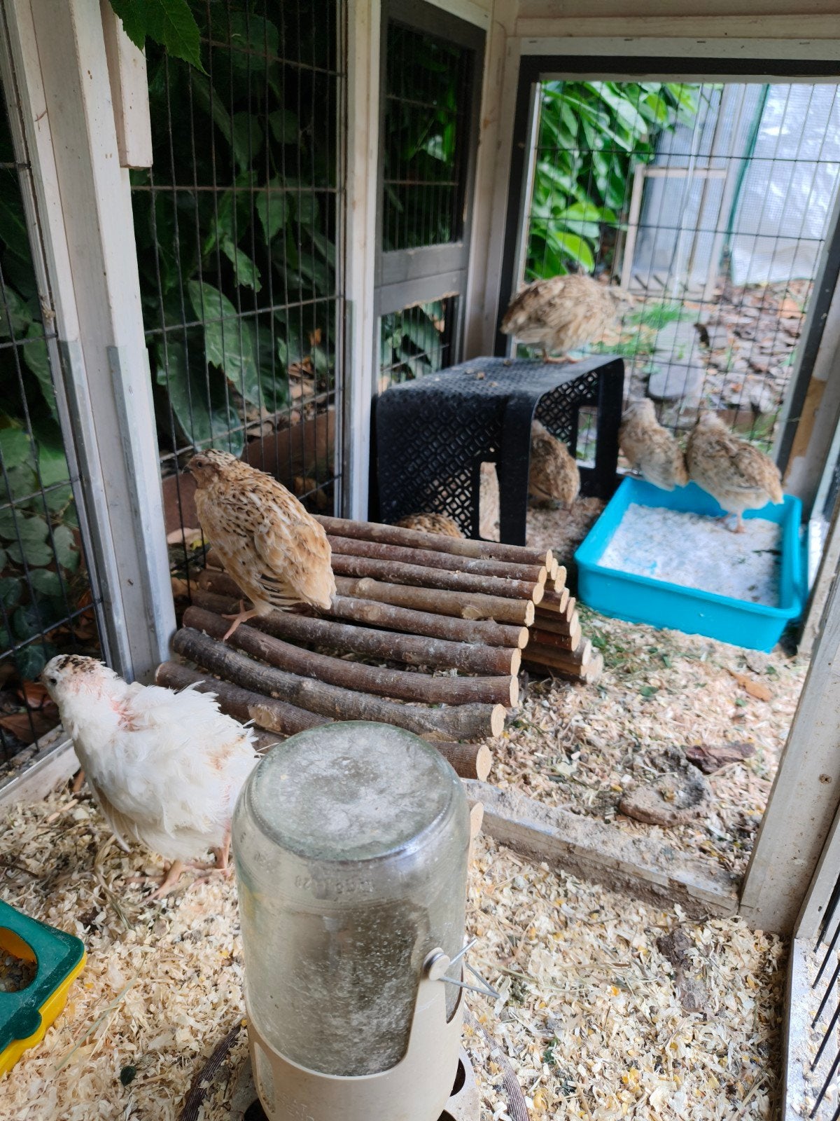 Japanse kwartels, Dieren en Toebehoren, Meerdere dieren, Overige soorten