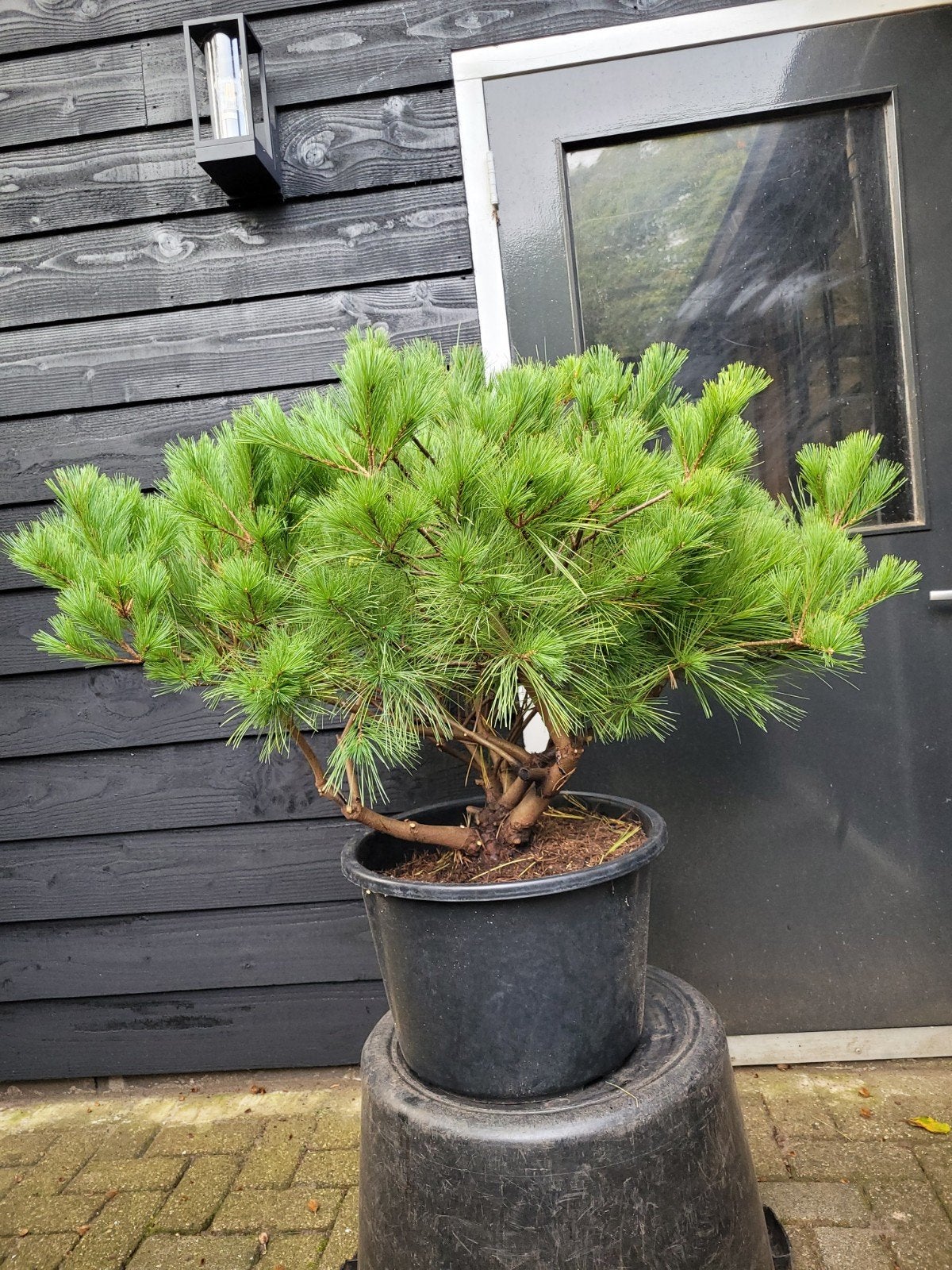 Pinus Strobus Maxima - Grote Witte Den in Pot, Tuin en Terras, Ophalen