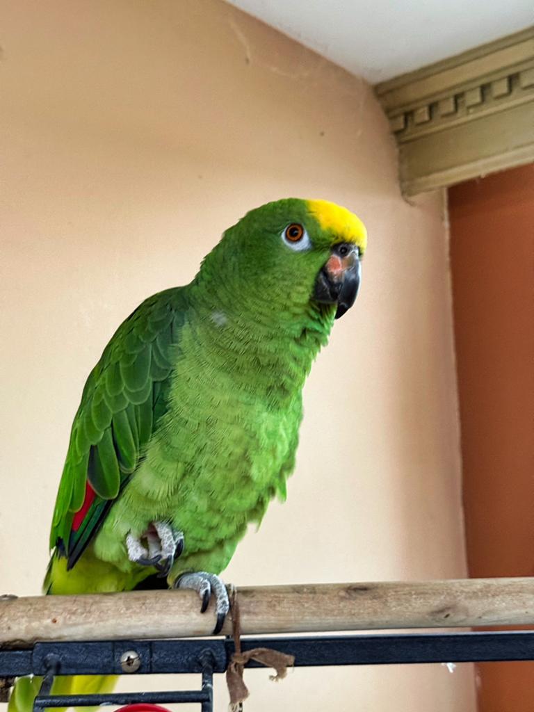 Prachtige tamme mannelijke geelvoorhoofd amazone, Dieren en Toebehoren, Mannelijk, Papegaai, Tam