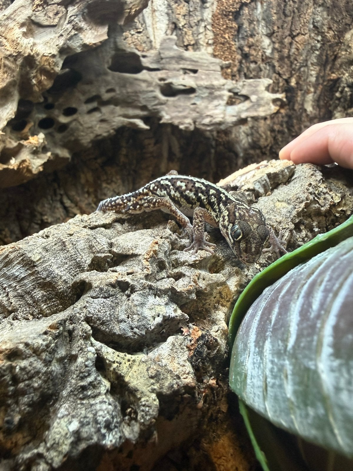 1.2 Paroedura Picta (Madagaskar groot kop gekko), Dieren en Toebehoren, Hagedis, 0 tot 2 jaar