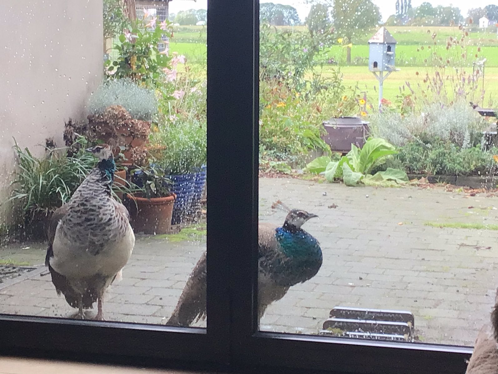 Pauw haan ruilen voor kalkoen hen, Mannelijk, Overige soorten