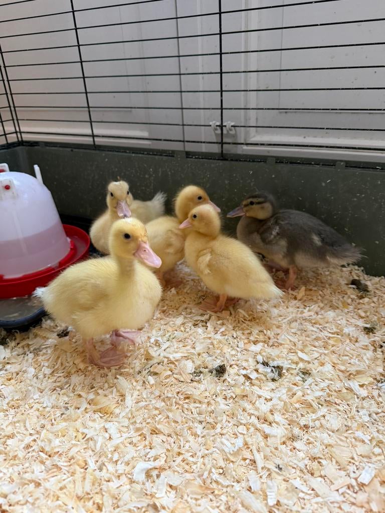 oud Hollandse kwaker pulletjes, Meerdere dieren, Kip