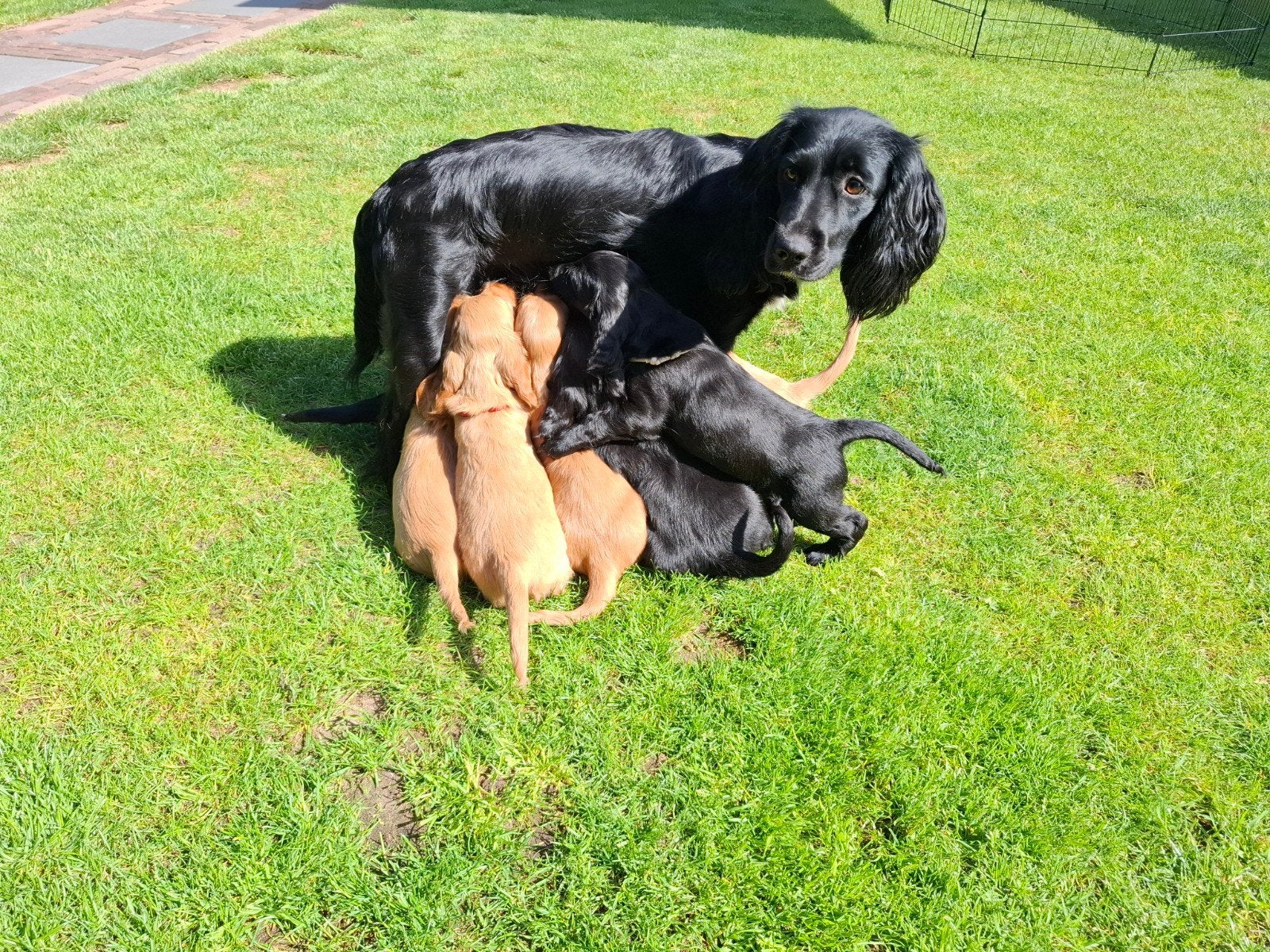 Cocker spaniel pups (zwart en beide reu), 8 tot 15 weken, Meerdere, Meerdere dieren, Spaniël