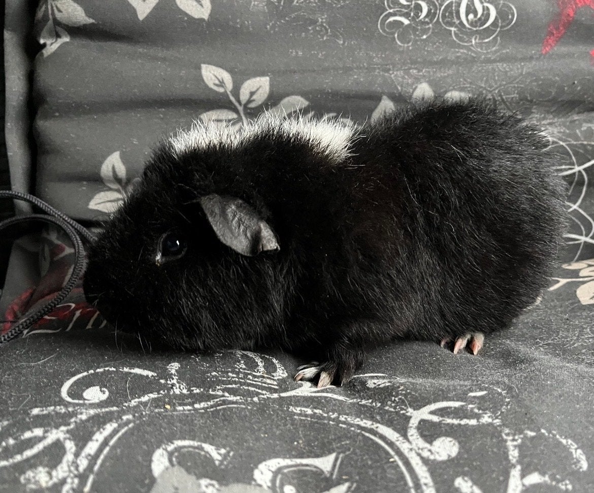 Us teddy beertje, April, Mannelijk, Cavia