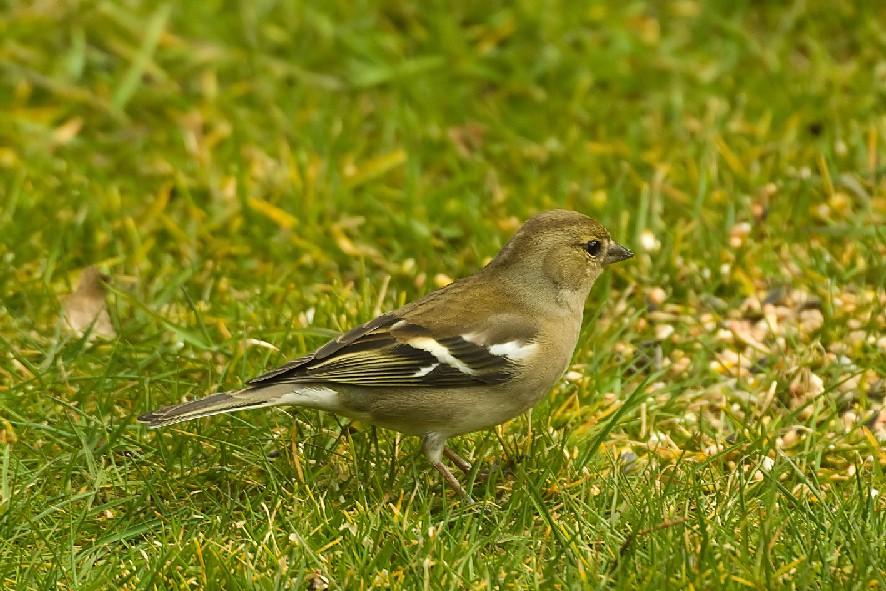 Gezocht boekvink, Dieren en Toebehoren, Vrouwelijk