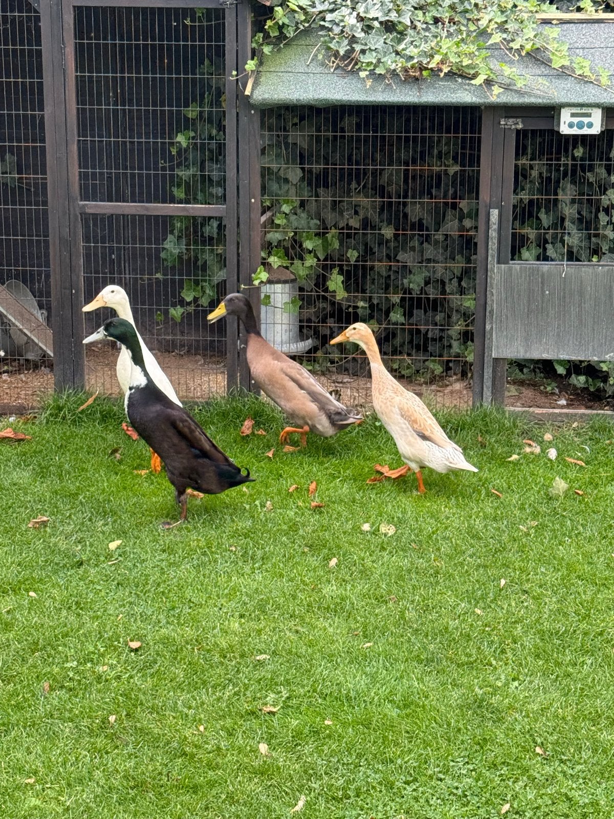 4 leuke Indische loopeenden, tehuis gezocht, Dieren en Toebehoren, Meerdere dieren, Eend