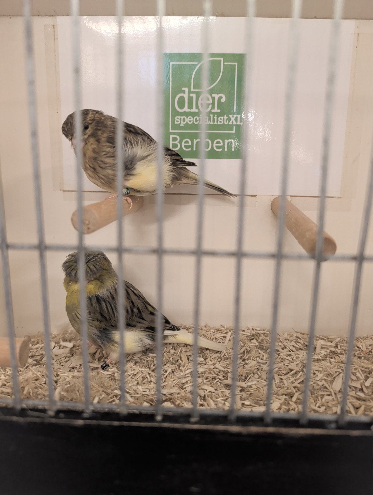 meerdere koppels gloster kanaries, Meerdere dieren, Kleurkanarie