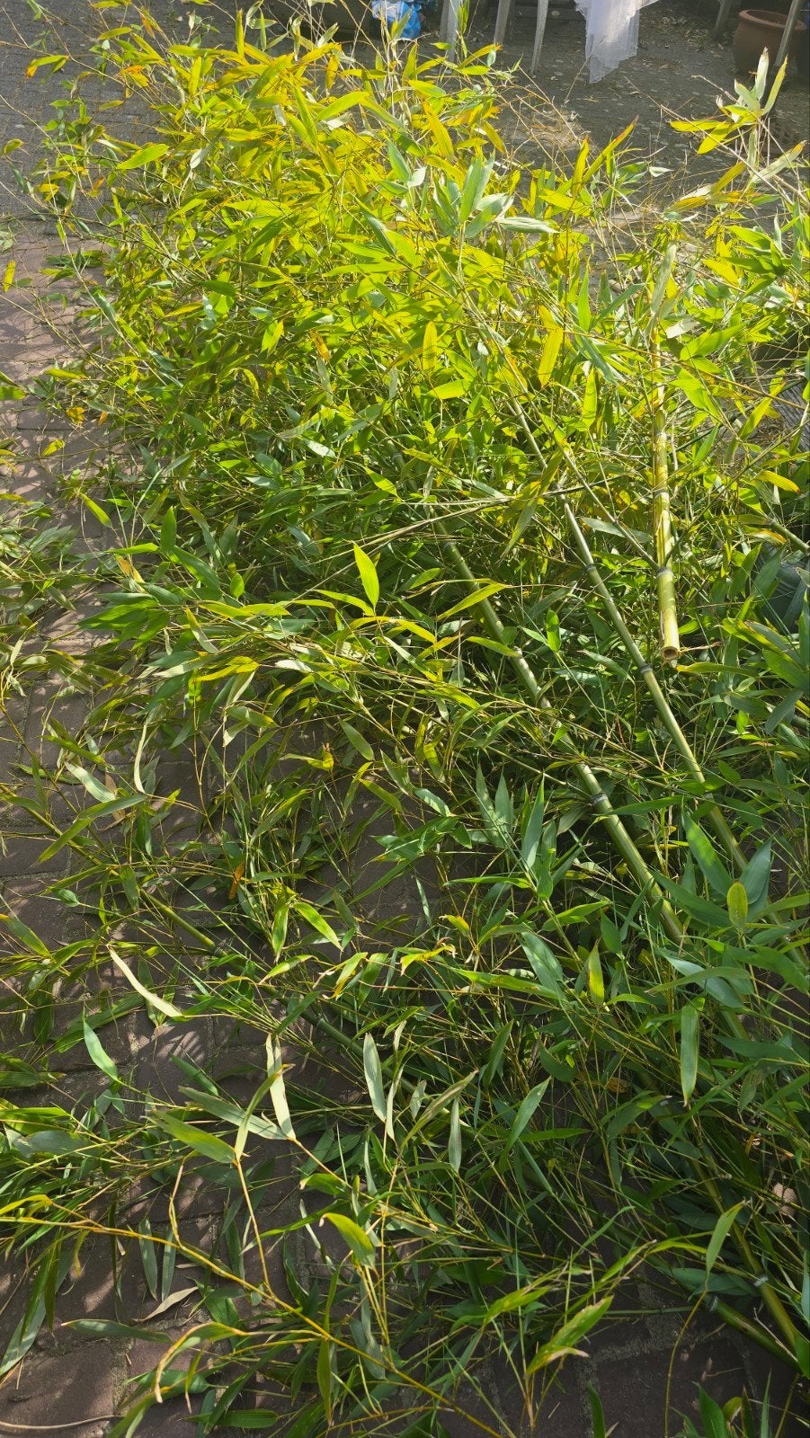 bamboe stengels voor de vogels, kippen, Tuin en Terras, Ophalen, Bamboe