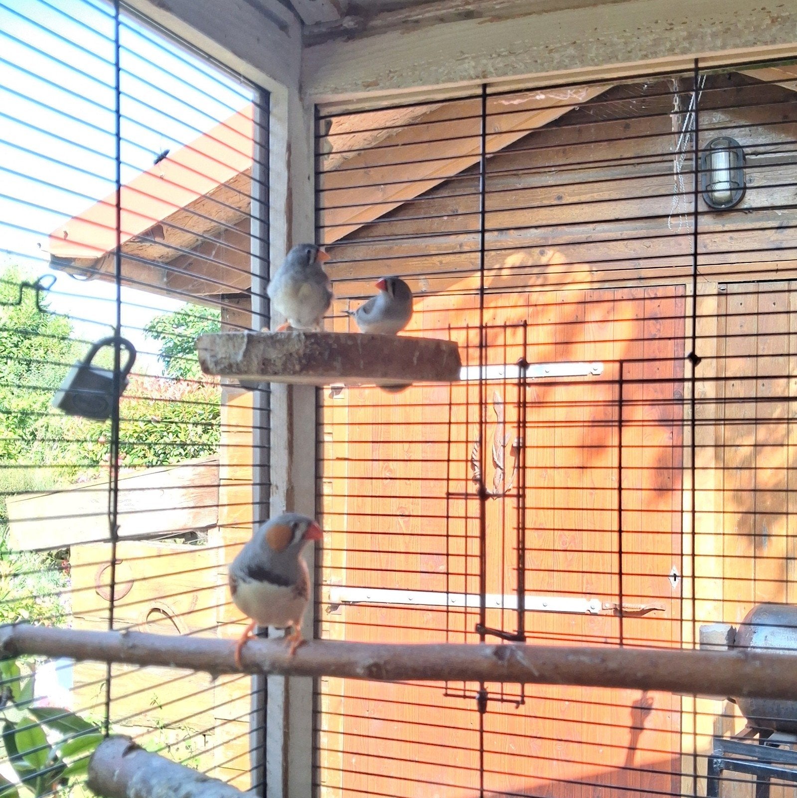 Verschillende vogels, Dieren en Toebehoren, Meerdere dieren, Tropenvogel, Geringd