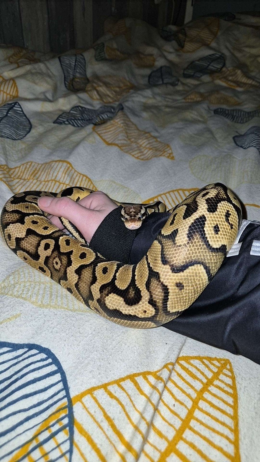 Python Ball Python photo 3