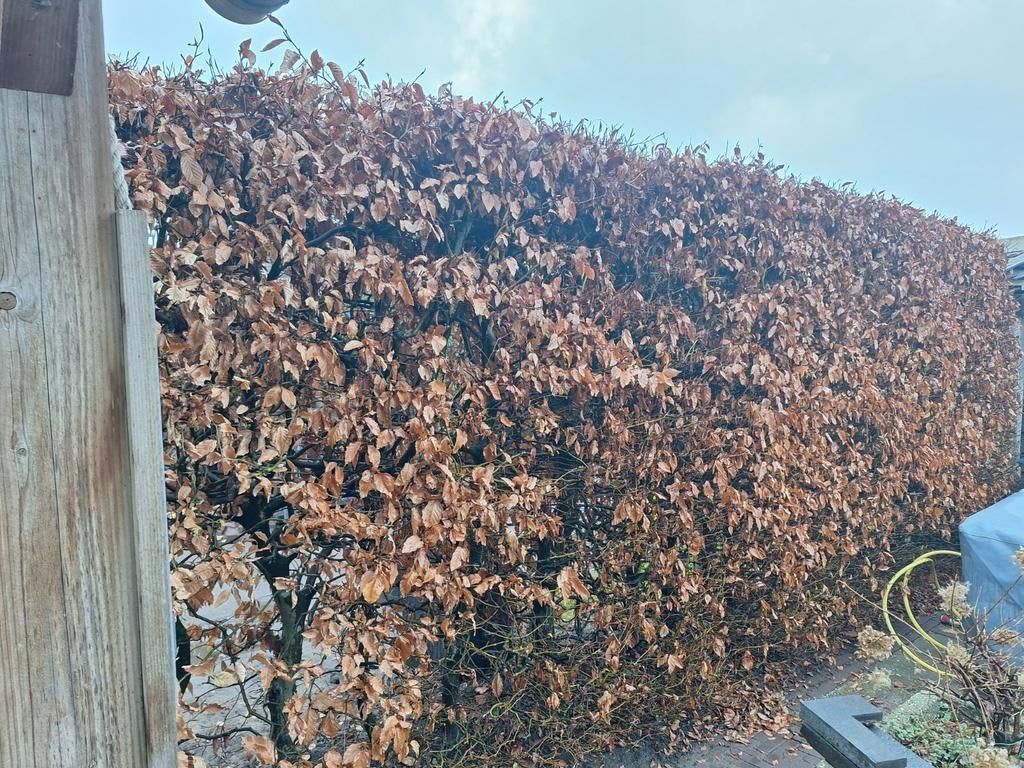 Beukenhaag, ruim 5 meter lang, 2 meter hoog, Tuin en Terras, Ophalen