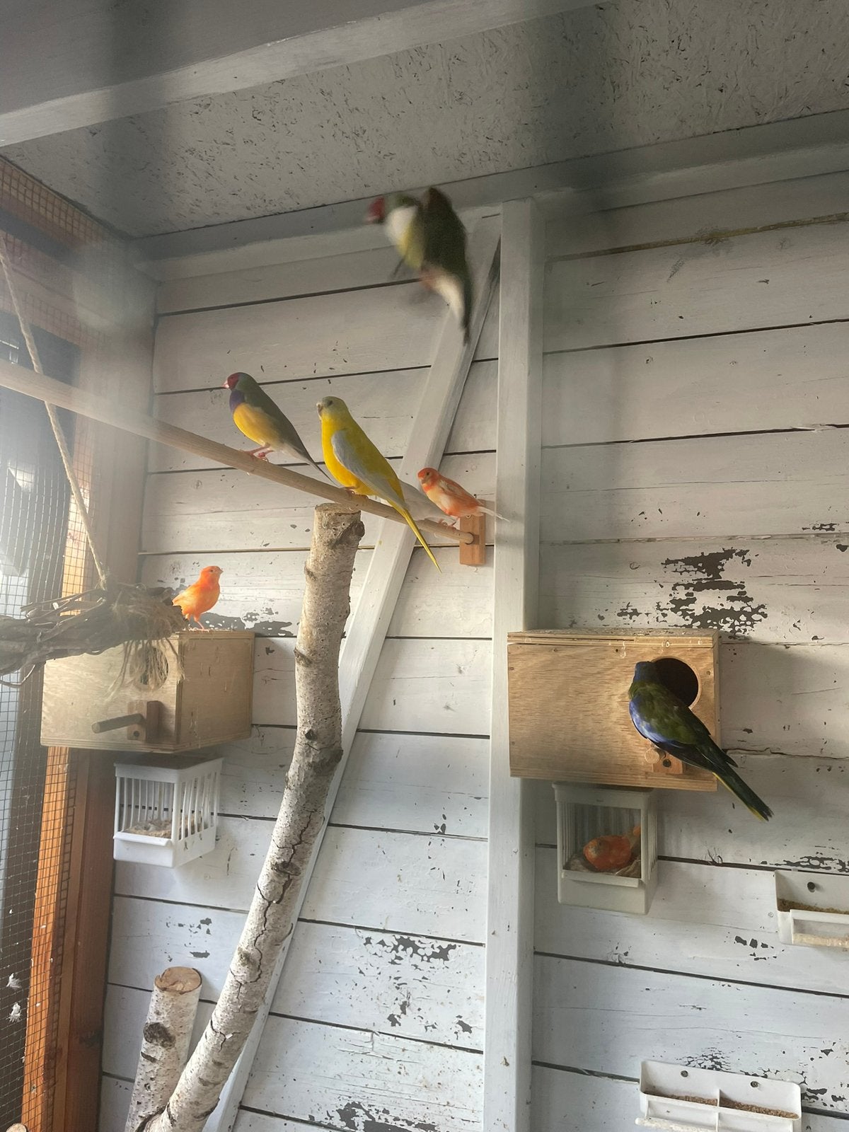 Turkquisine parkieten, Dieren en Toebehoren, Vogels | Parkieten en Papegaaien, Meerdere dieren, Parkiet