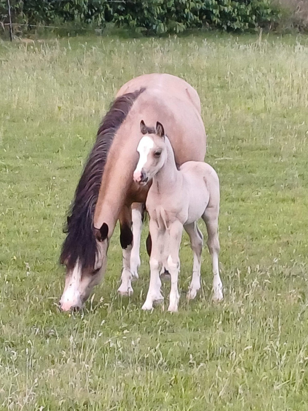 Te Koop Welsh A Valk merrie 3 jaar, Dieren en Toebehoren, Merrie, Onbeleerd, A pony (tot 1.17m), 3 tot 6 jaar