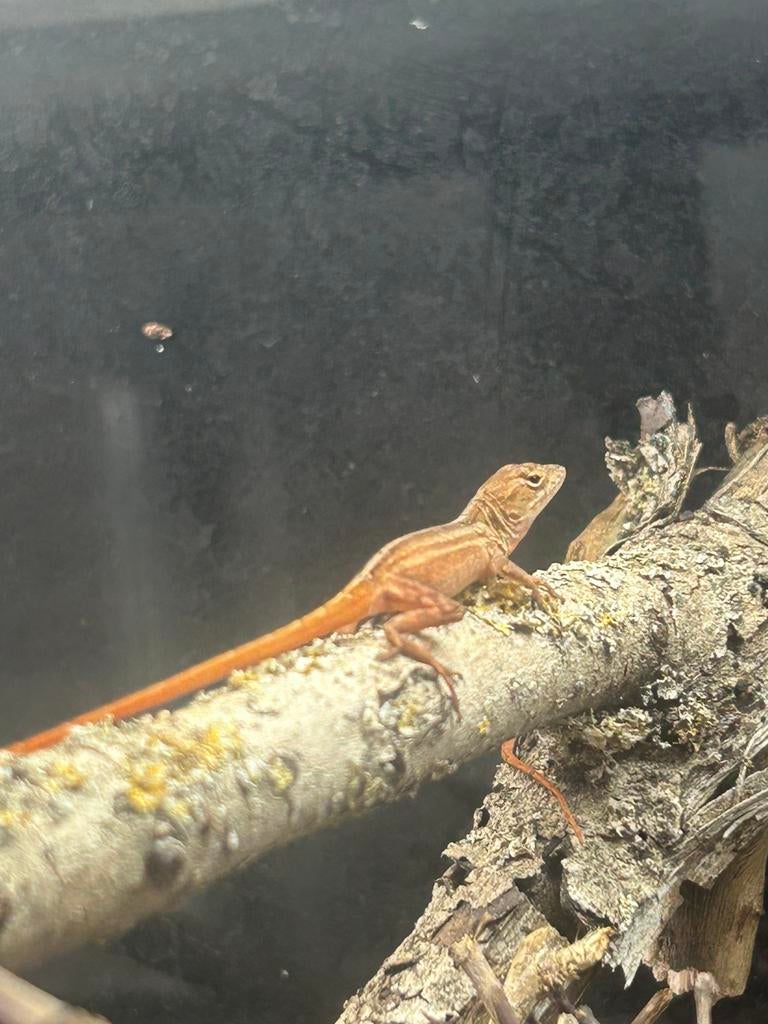 3x nakweek rode Anolis sagrei, Dieren en Toebehoren, Reptielen en Amfibieën, Slang, 0 tot 2 jaar