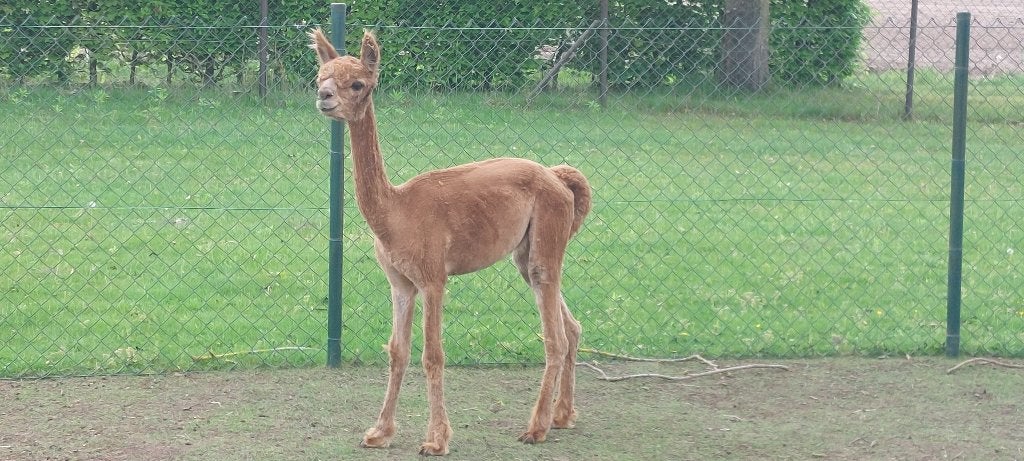 Alpaca hengst, Dieren en Toebehoren, Overige Dieren, Juni, Mannelijk