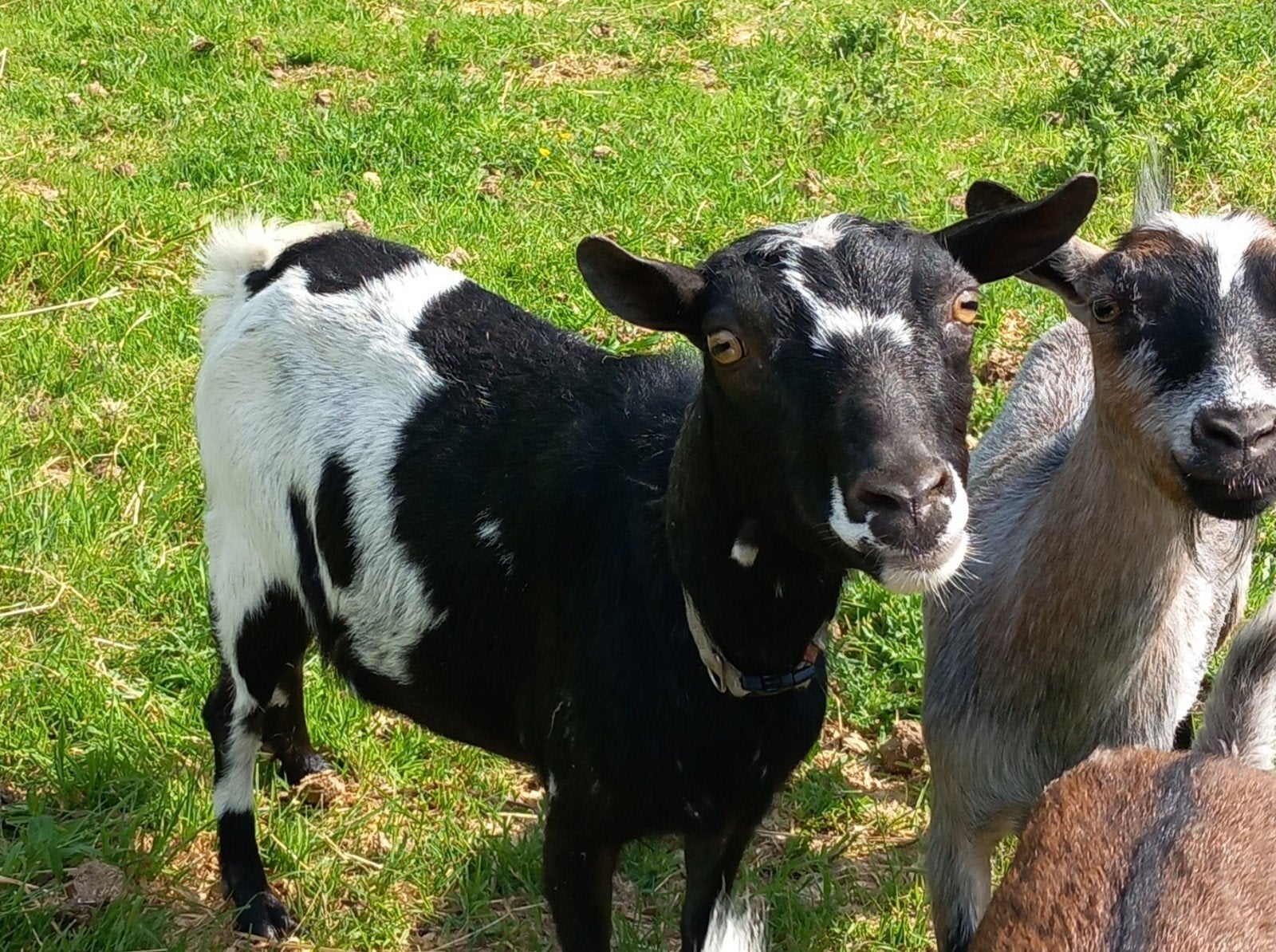 Zwart bonte dwerggeit zonder hoorns, Dieren en Toebehoren, Vrouwelijk, Geit, 3 tot 5 jaar