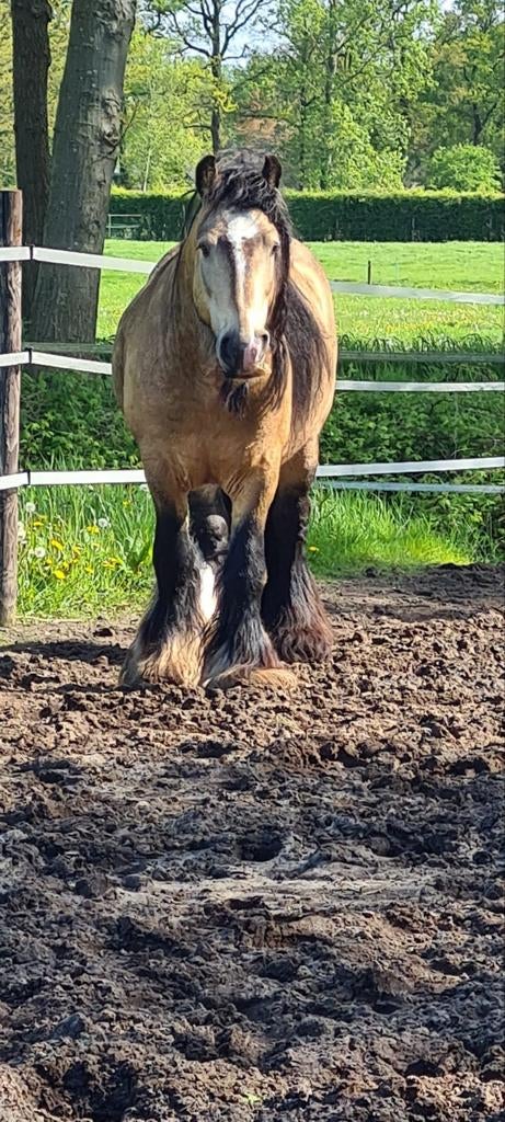 Ter dekking valk irish cob  /  tinker hengst, Hengst