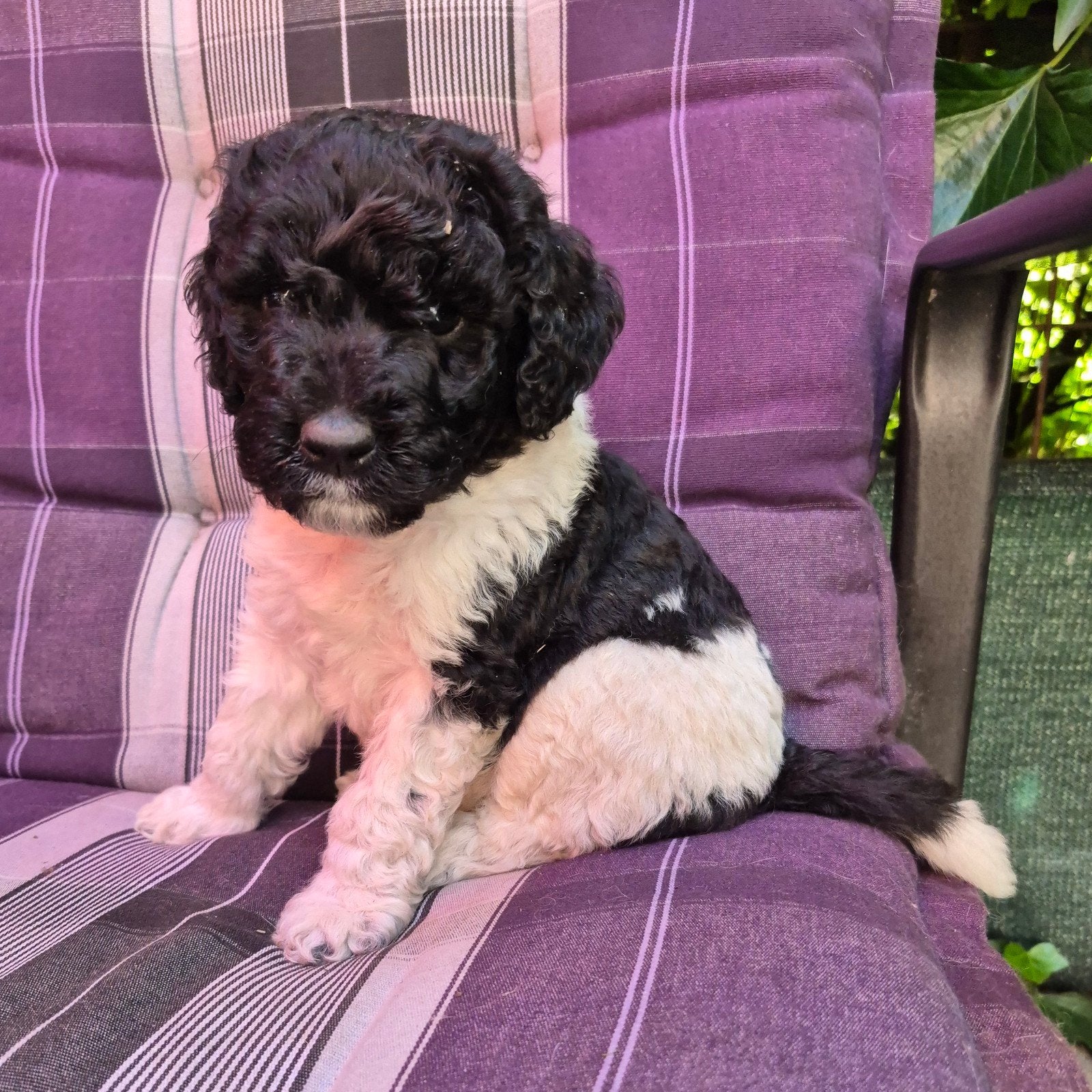 Labradoodle multigen pups, Parvo, Nederland, Overige rassen, 8 tot 15 weken