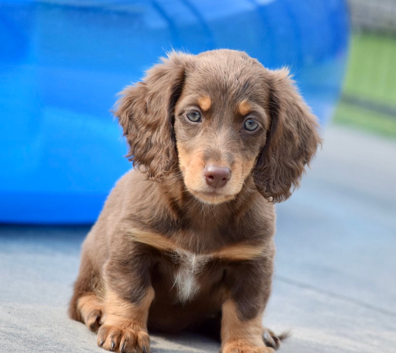 😍Prachtige dwerg teckel pups langhaar 😍, Dieren en Toebehoren, 8 tot 15 weken, Dwerg, Langhaar, Meerdere