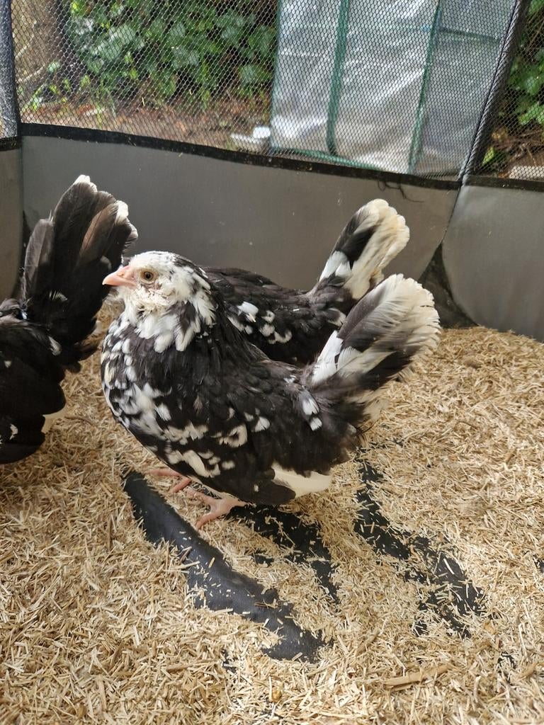 Antwerpe baardkriel zwart wit gepareld hennen en hanen, Meerdere dieren, Kip