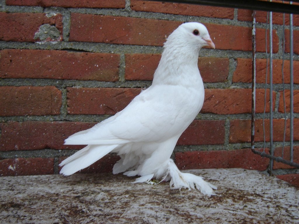 Witte .. Sierduif '', Dieren en Toebehoren, Vrouwelijk, Overige soorten
