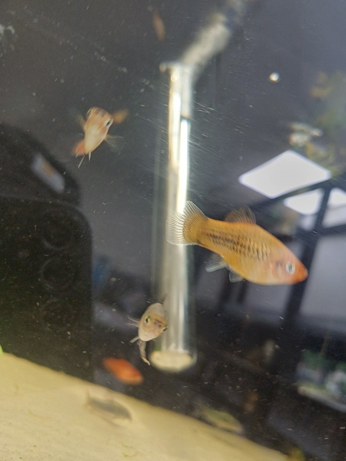 Platys, Dieren en Toebehoren, Vis