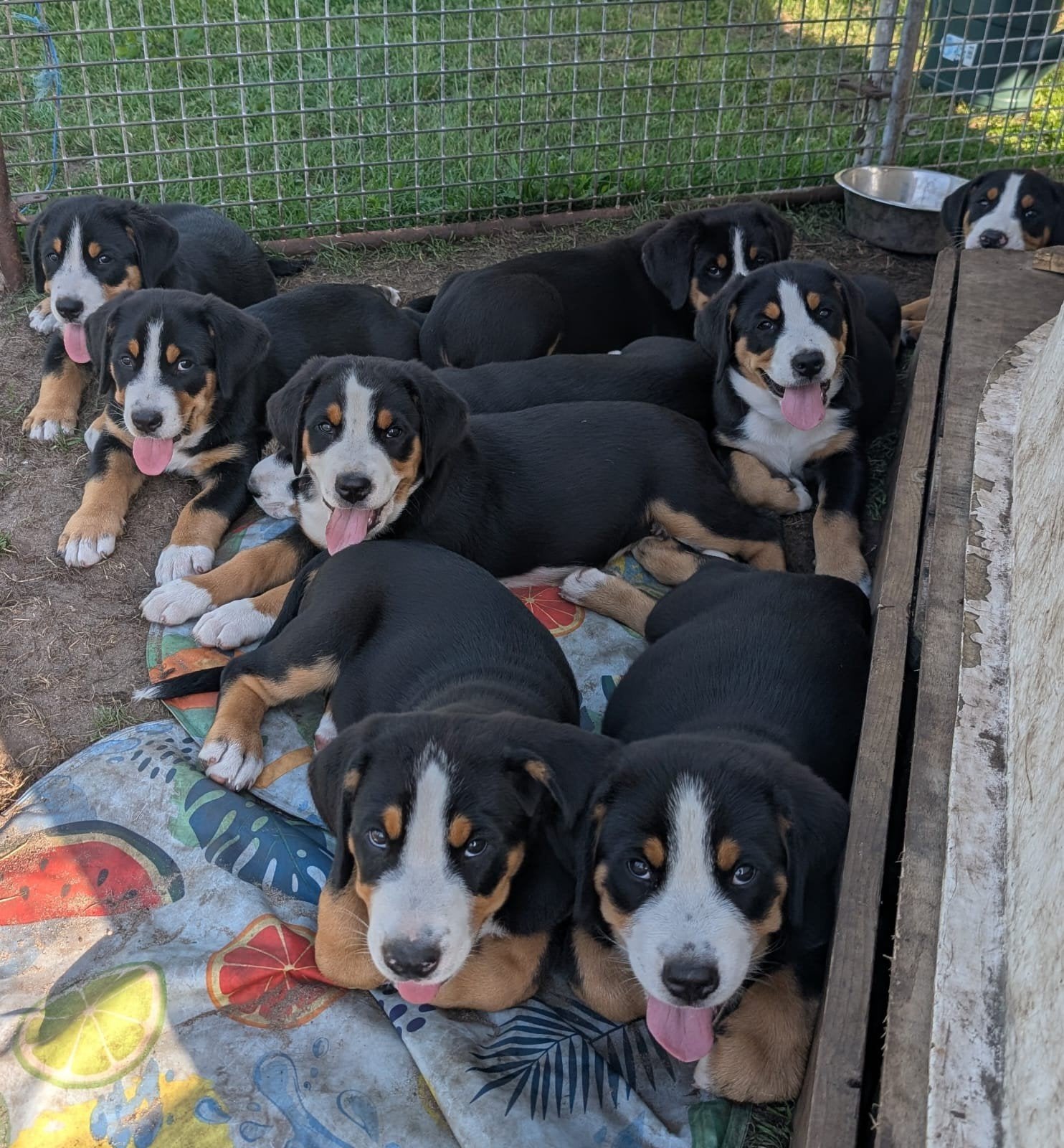 grote Zwitserse sennen pups zoeken een huisje, Parvo, Meerdere, Meerdere dieren, Nederland