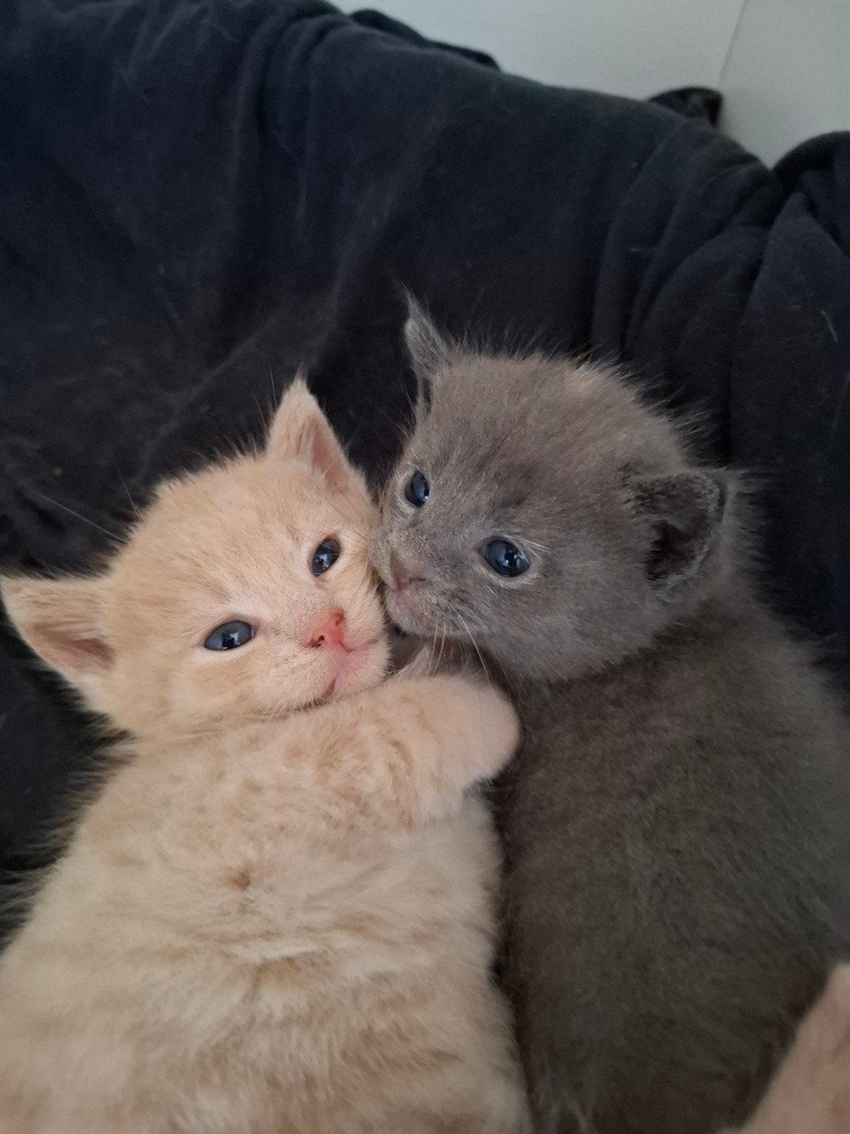 Kittens met erg bijzondere kleuren!, Meerdere dieren, Ontwormd, 0 tot 2 jaar