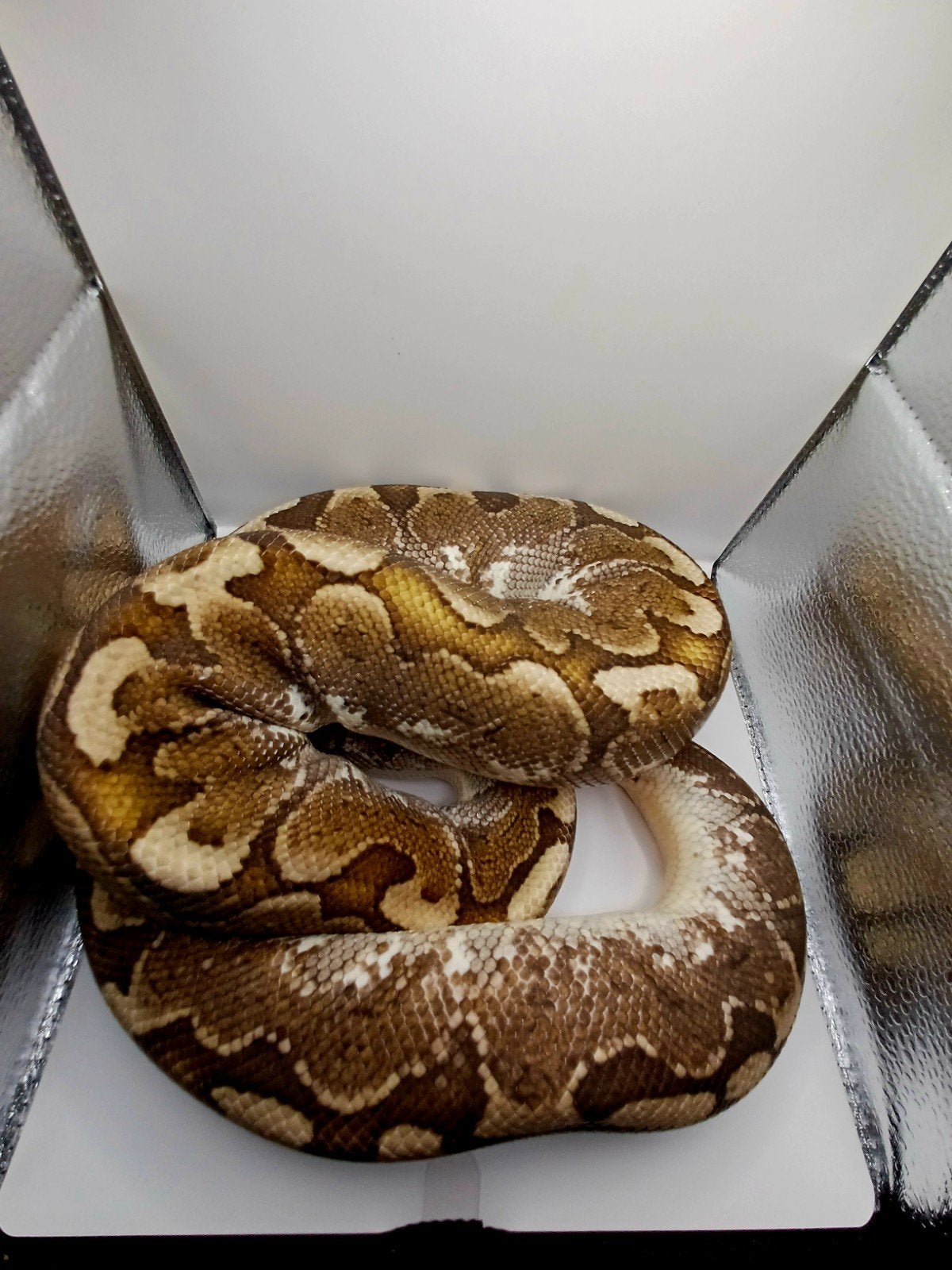 Python regius 0.1 bamboo het desert ghost Ball Python - female for sale from Eindhoven