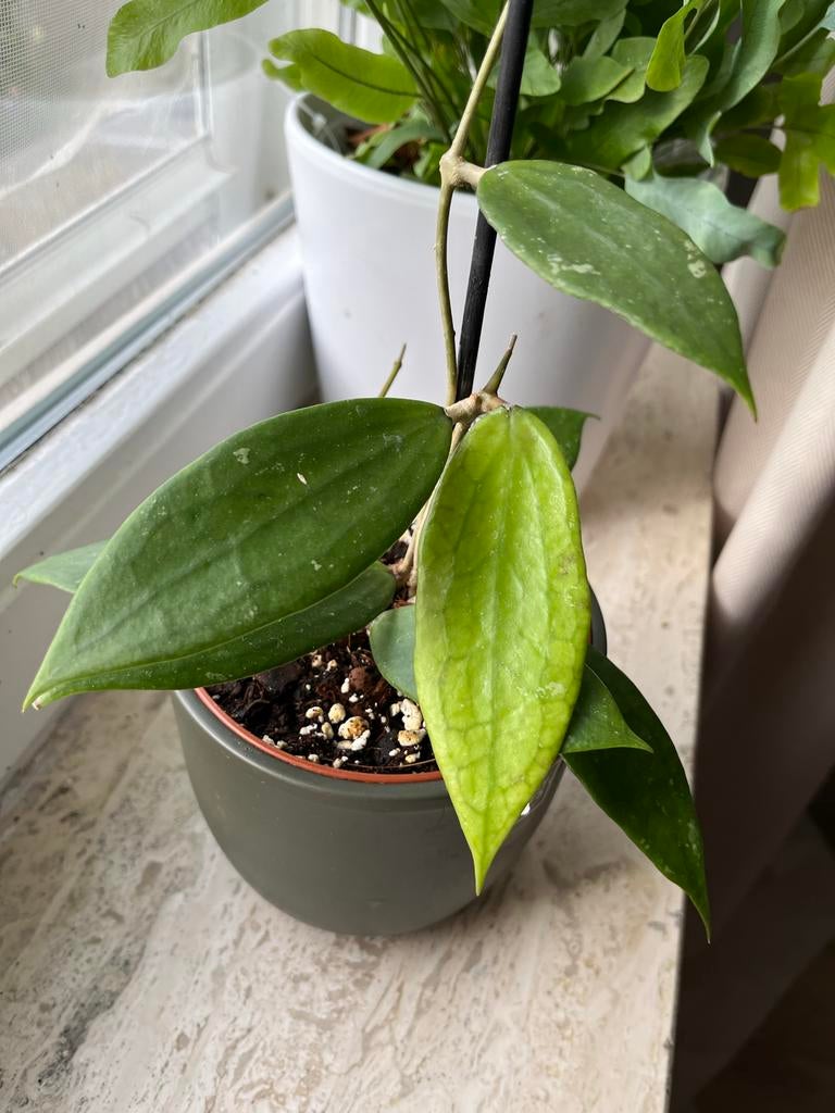 Hoya Jennifer - zeldzam, Huis en Inrichting, Kamerplanten, Ophalen, Halfschaduw, Minder dan 100 cm