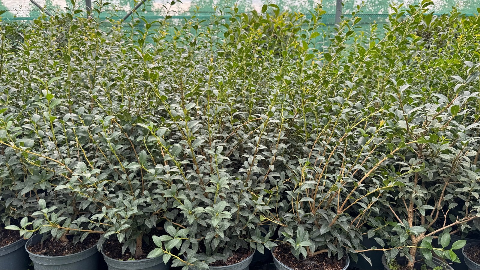 Osmanthus Haagplant - 25/35 t/m 60/80 cm ook bollen, v.a €3, Ophalen, Vaste plant, Overige soorten, Volle zon