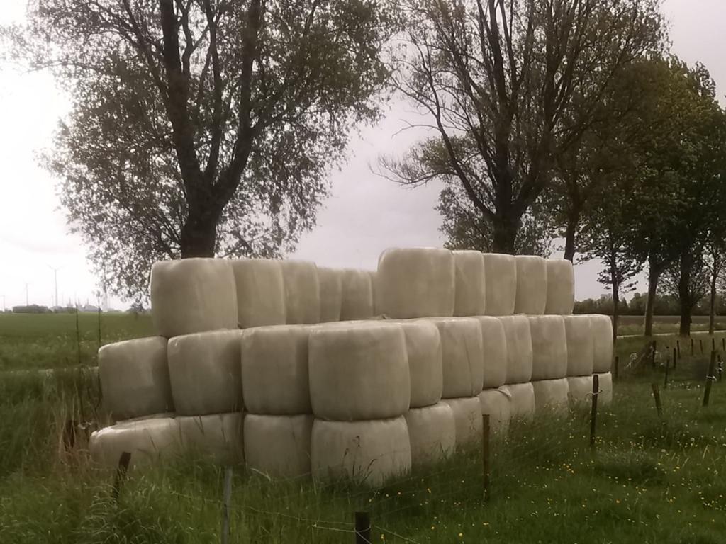 Midibalen kuil 1e en 2e snee te koop, Dieren en Toebehoren, Ophalen, Vee
